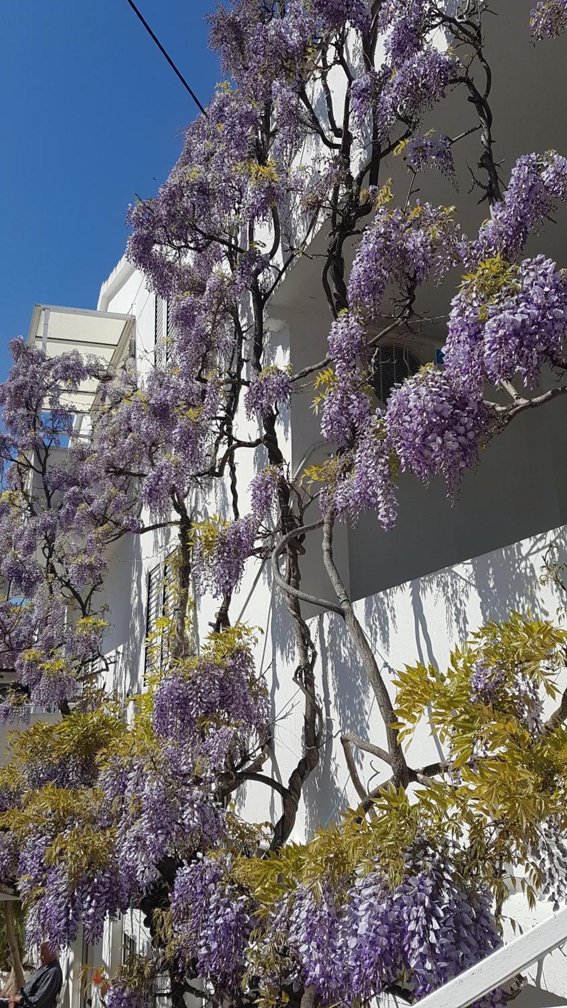 Apartmani Surlin Hvar Town Exterior photo