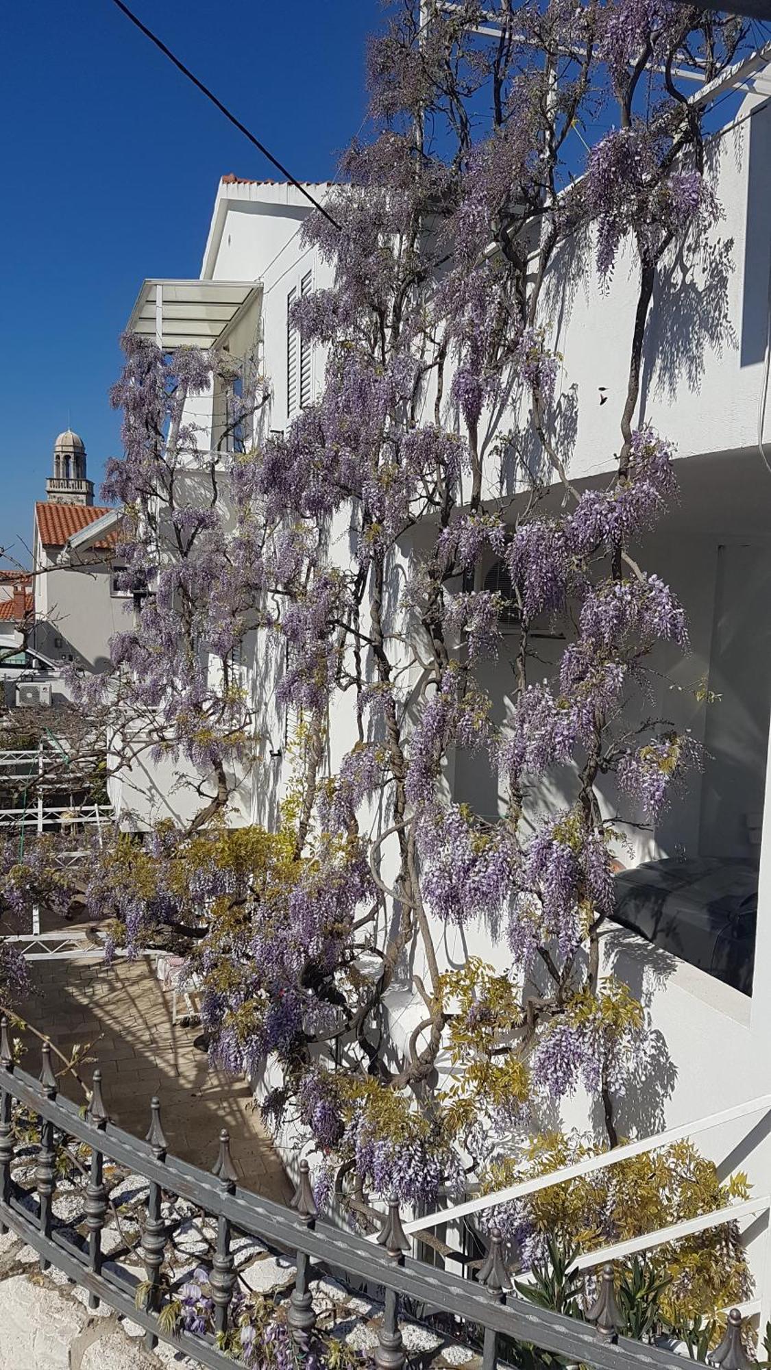 Apartmani Surlin Hvar Town Exterior photo