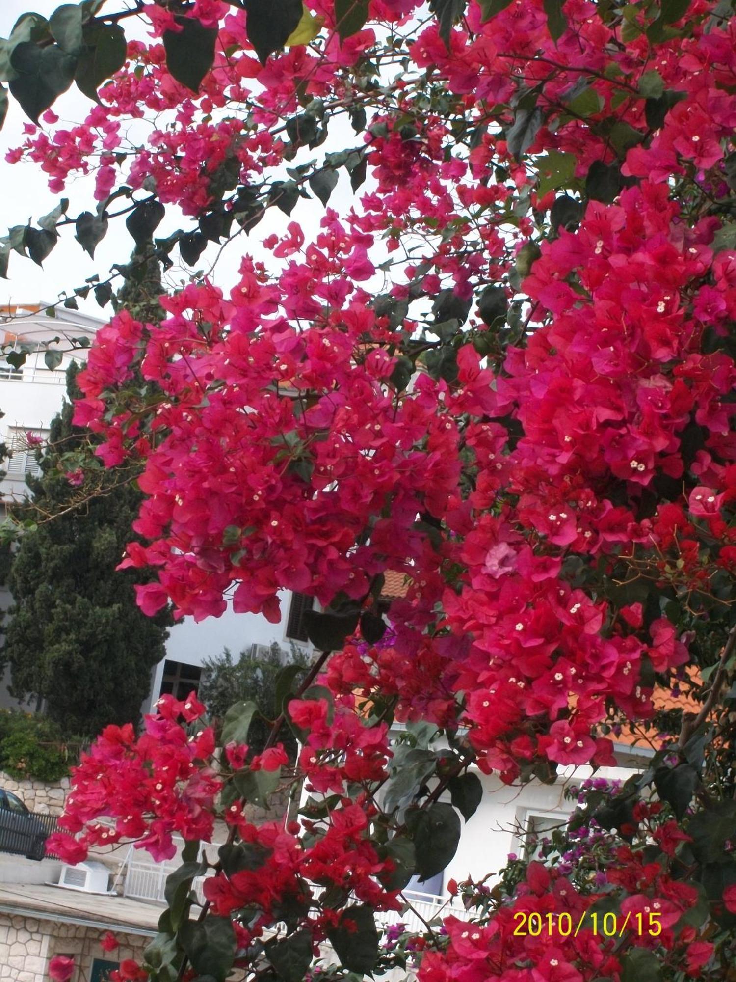 Apartmani Surlin Hvar Town Exterior photo