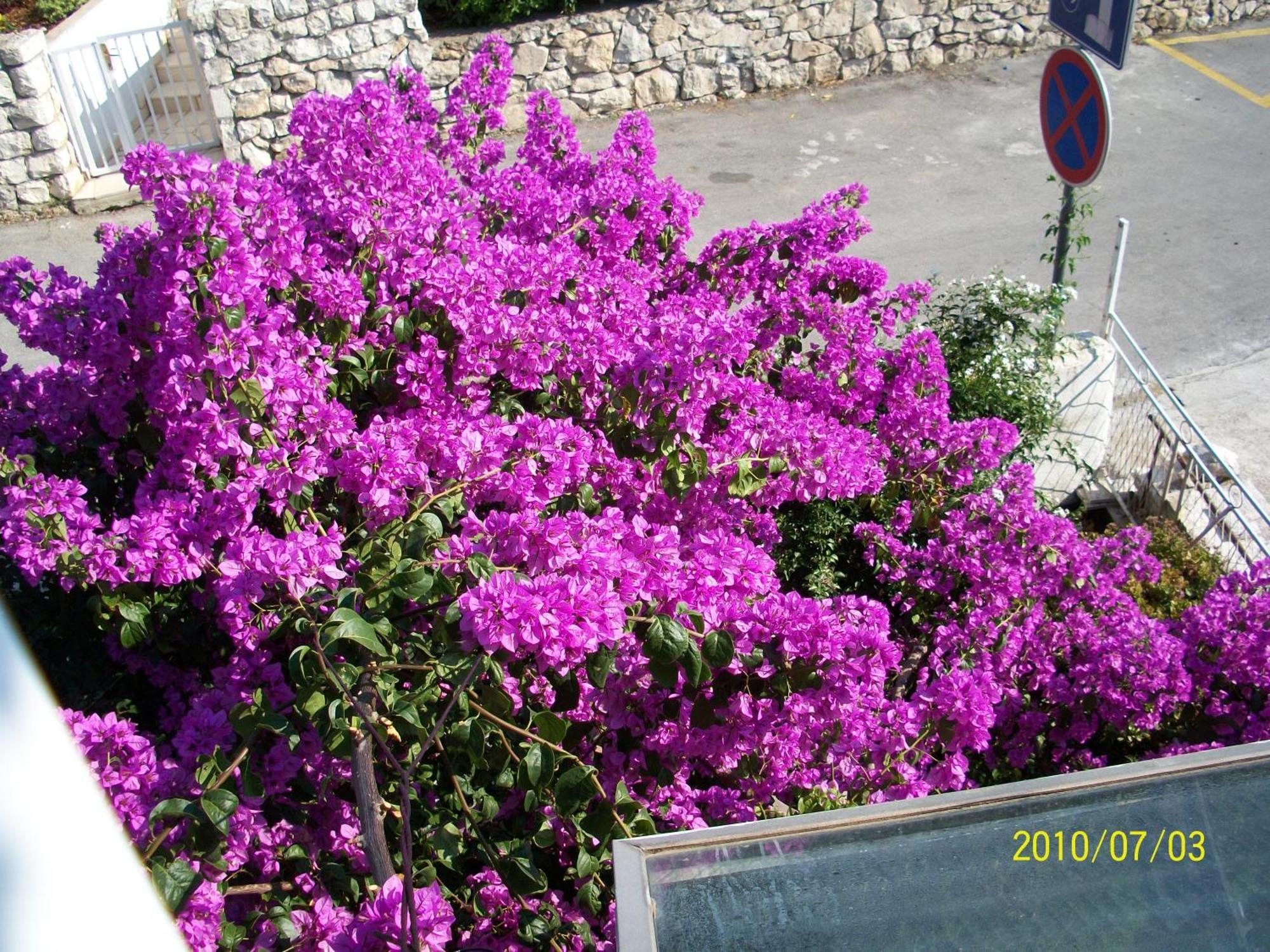 Apartmani Surlin Hvar Town Exterior photo